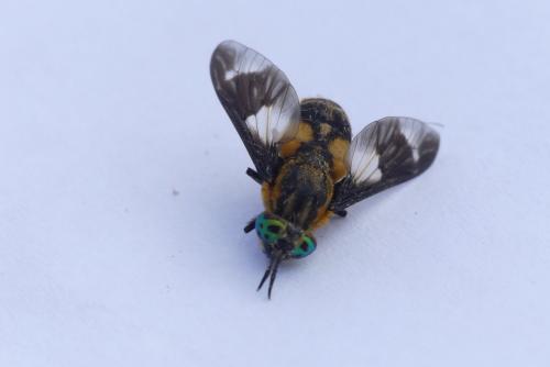 Réf. 185 748 : Chrysops caecutiens
